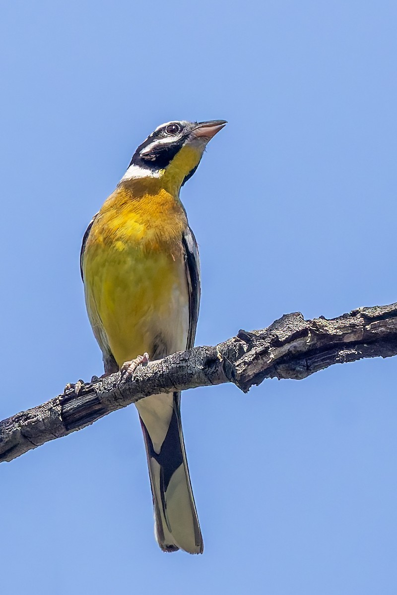 Golden-breasted Bunting - ML627781917