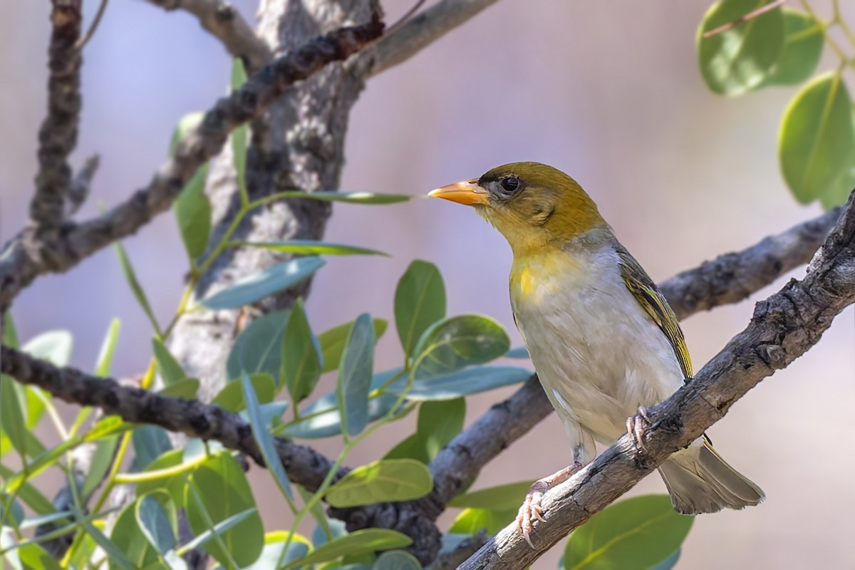 Red-headed Weaver (Southern) - ML627781947
