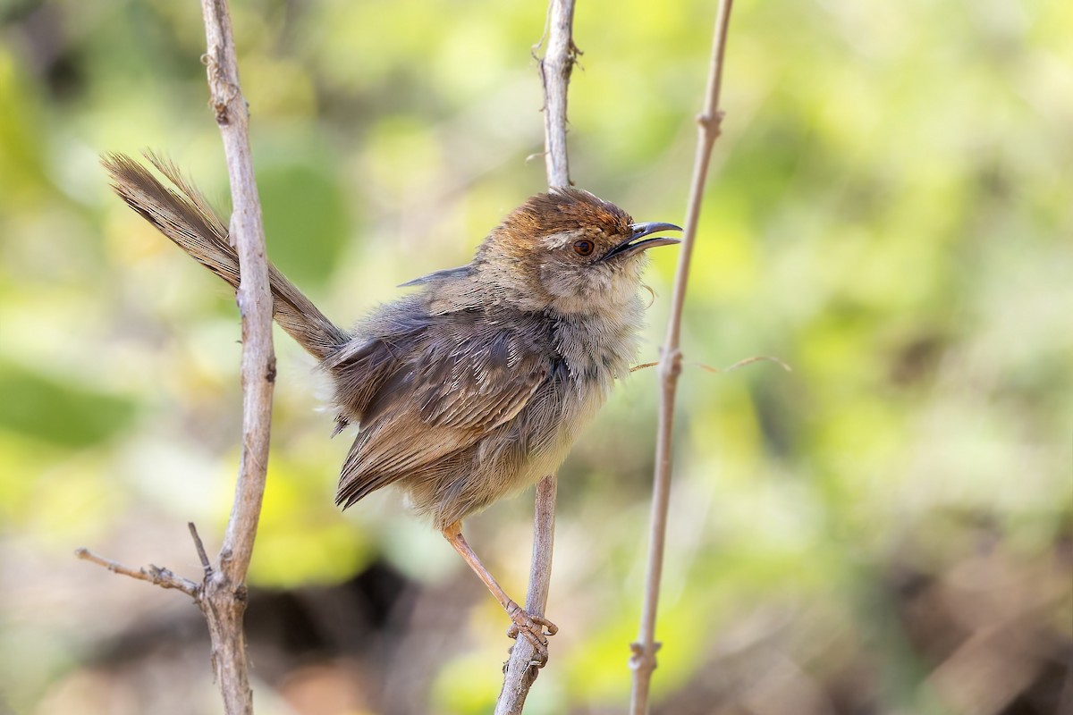 Rock-loving Cisticola (Lazy) - ML627781956