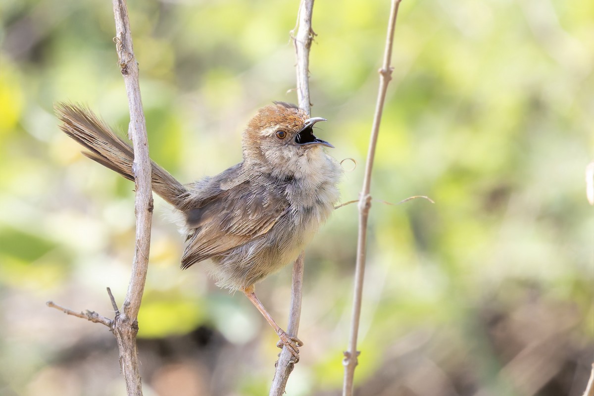 Rock-loving Cisticola (Lazy) - ML627781957