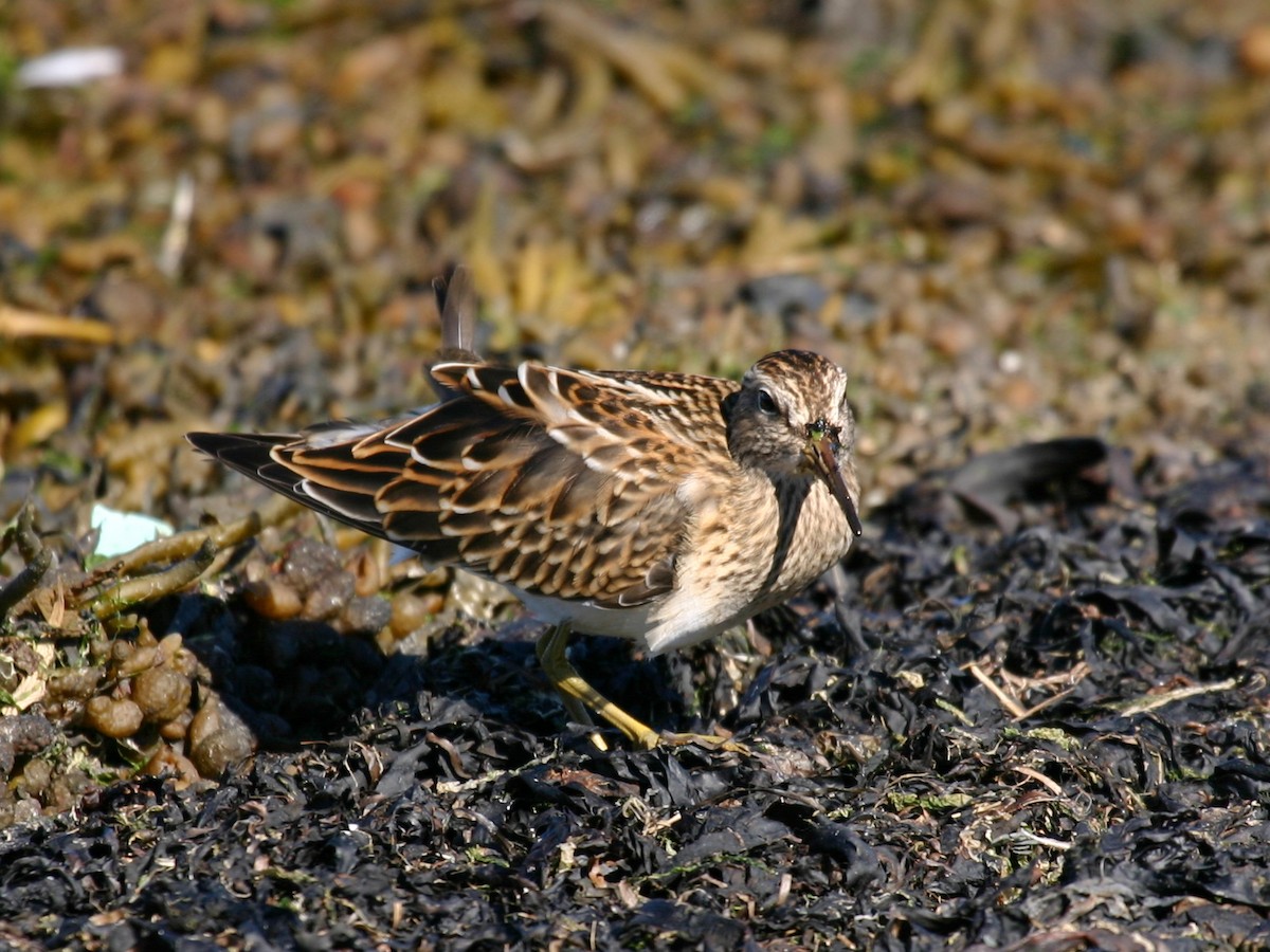 Graubrust-Strandläufer - ML627781961