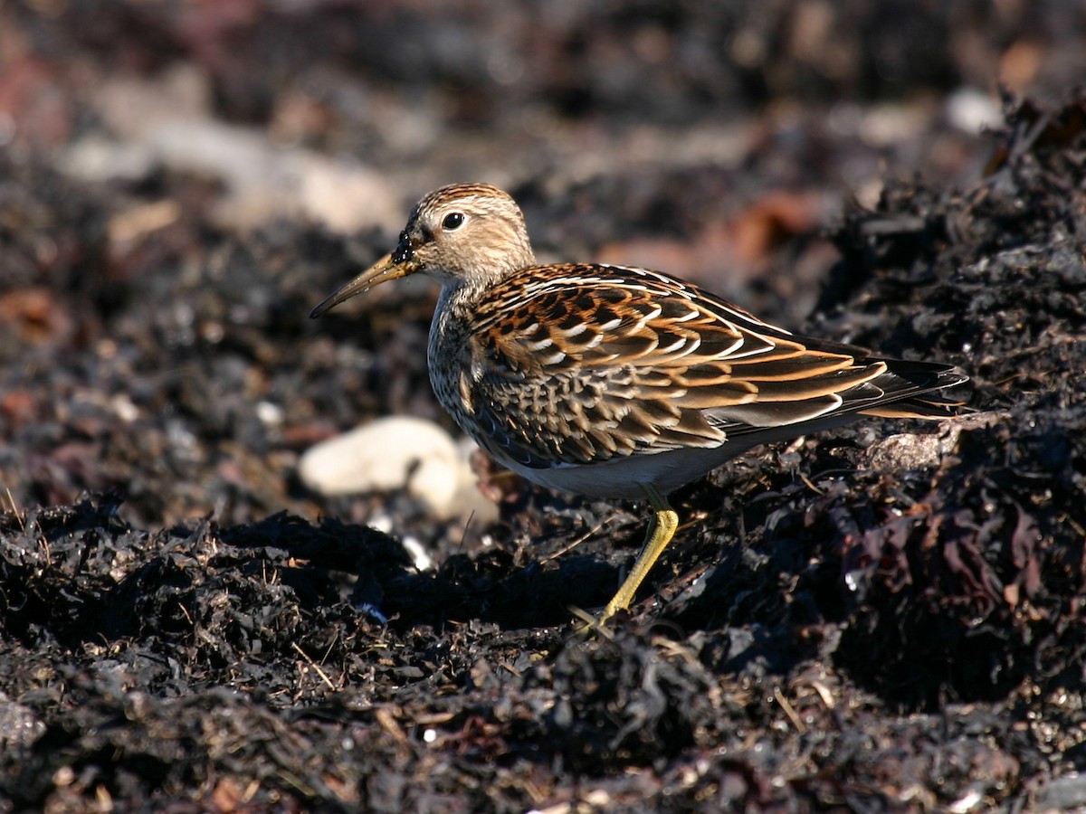 Graubrust-Strandläufer - ML627781962