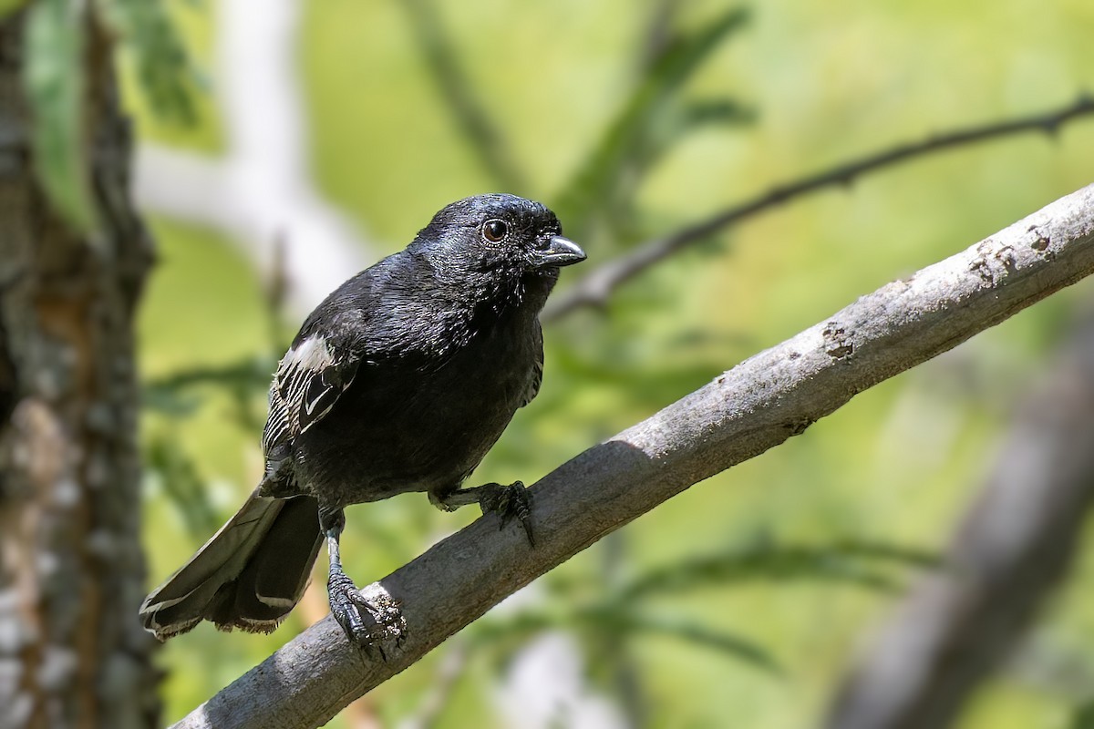 Southern Black-Tit - ML627781966