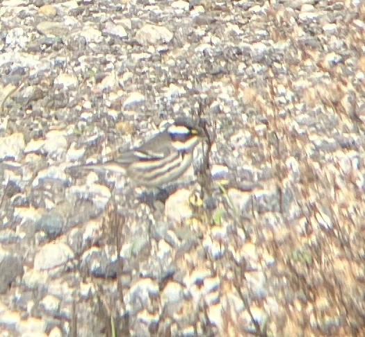 Black-throated Gray Warbler - ML627782004