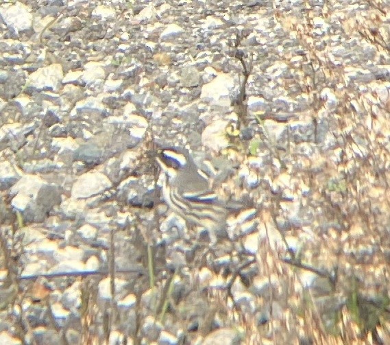 Black-throated Gray Warbler - ML627782005