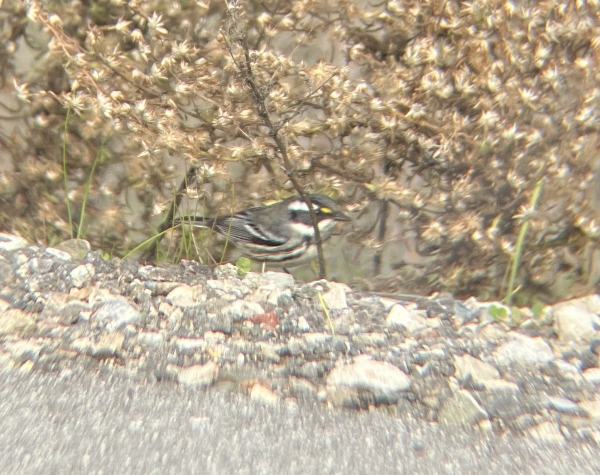 Black-throated Gray Warbler - ML627782006