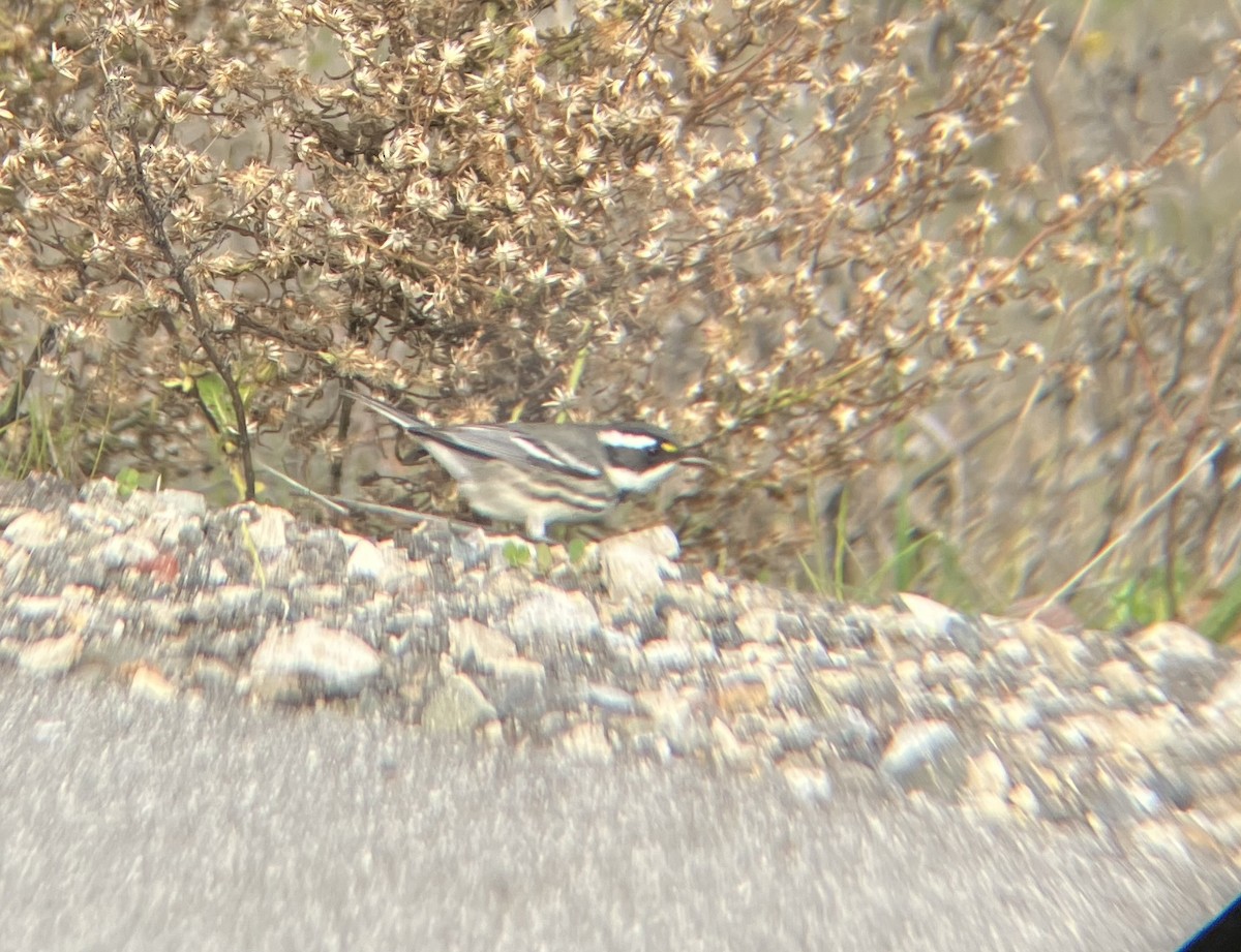 Black-throated Gray Warbler - ML627782007