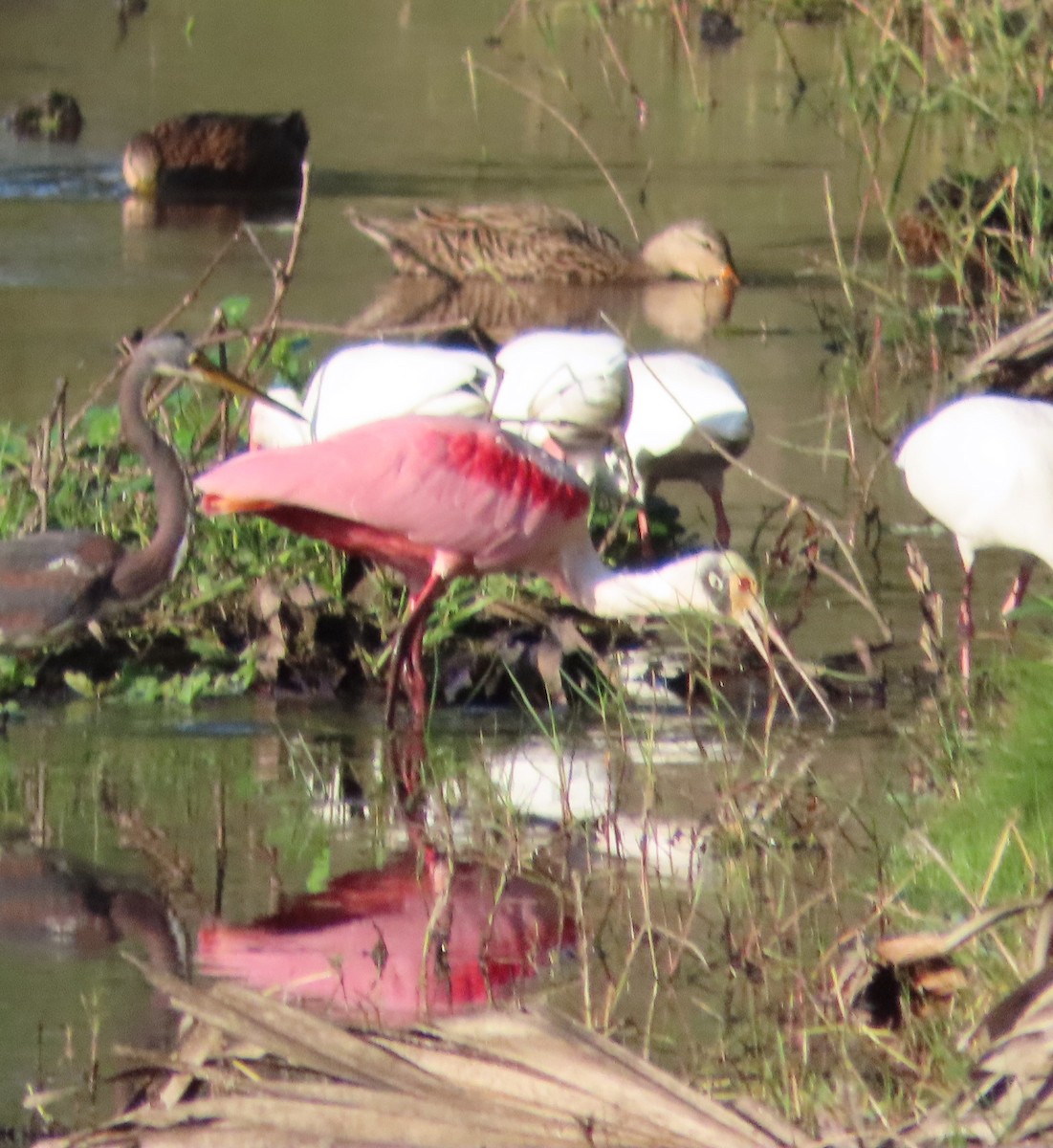 Roseate Spoonbill - ML627782014