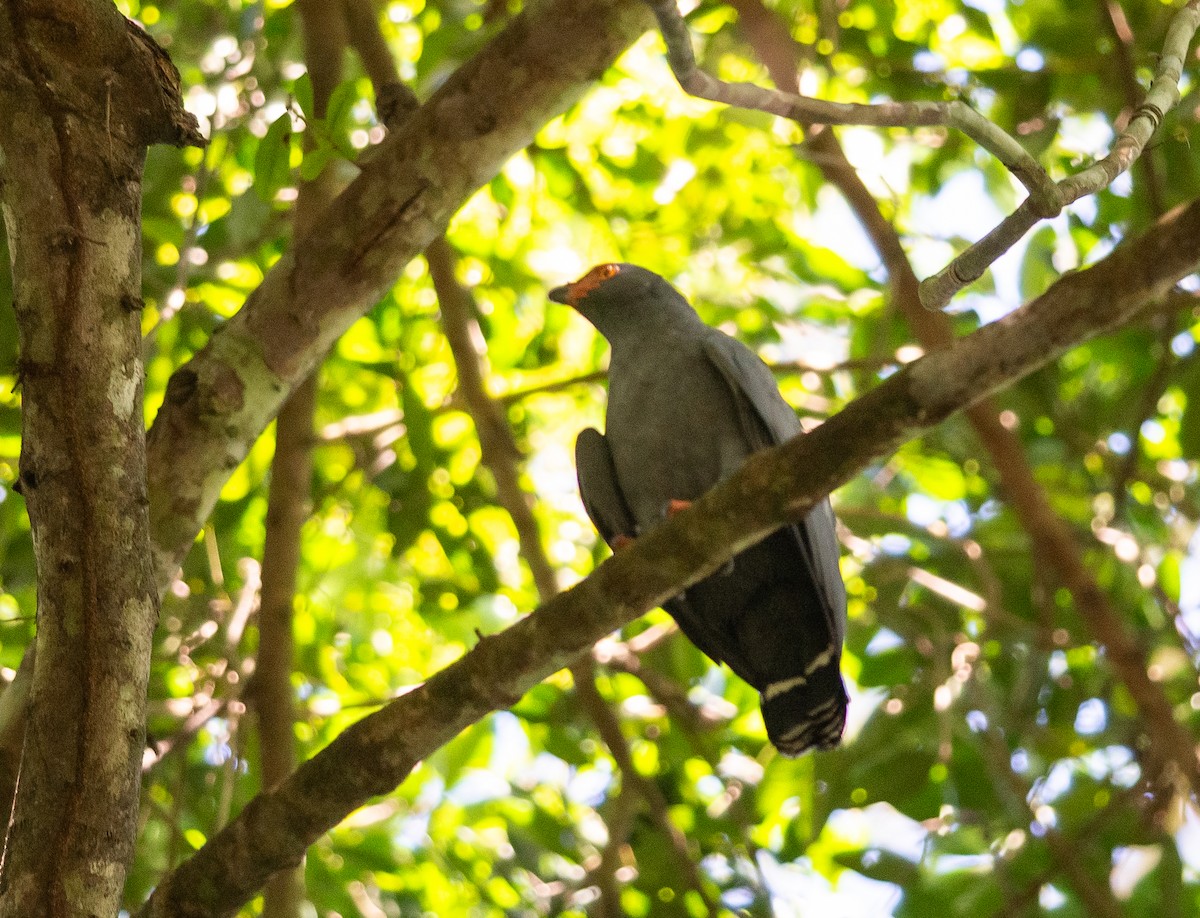 Slate-colored Hawk - ML627782113