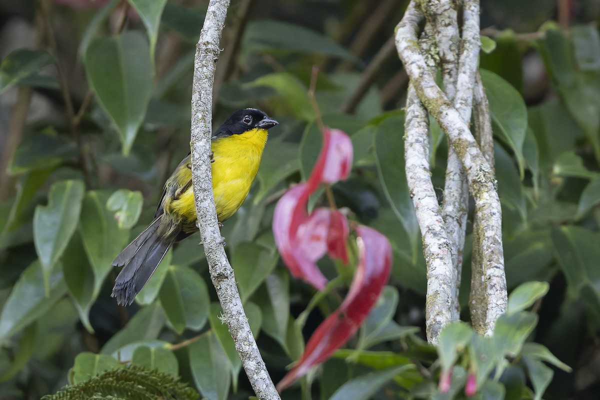 White-naped Brushfinch - ML627782130