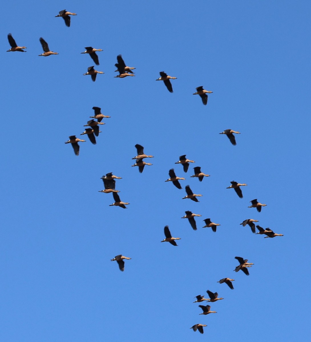 Fulvous Whistling-Duck - ML627782141