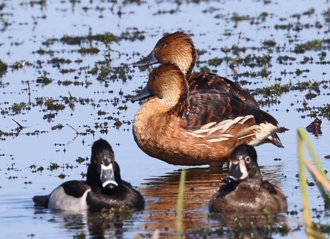 Fulvous Whistling-Duck - ML627782142