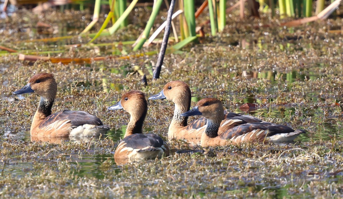 Fulvous Whistling-Duck - ML627782143