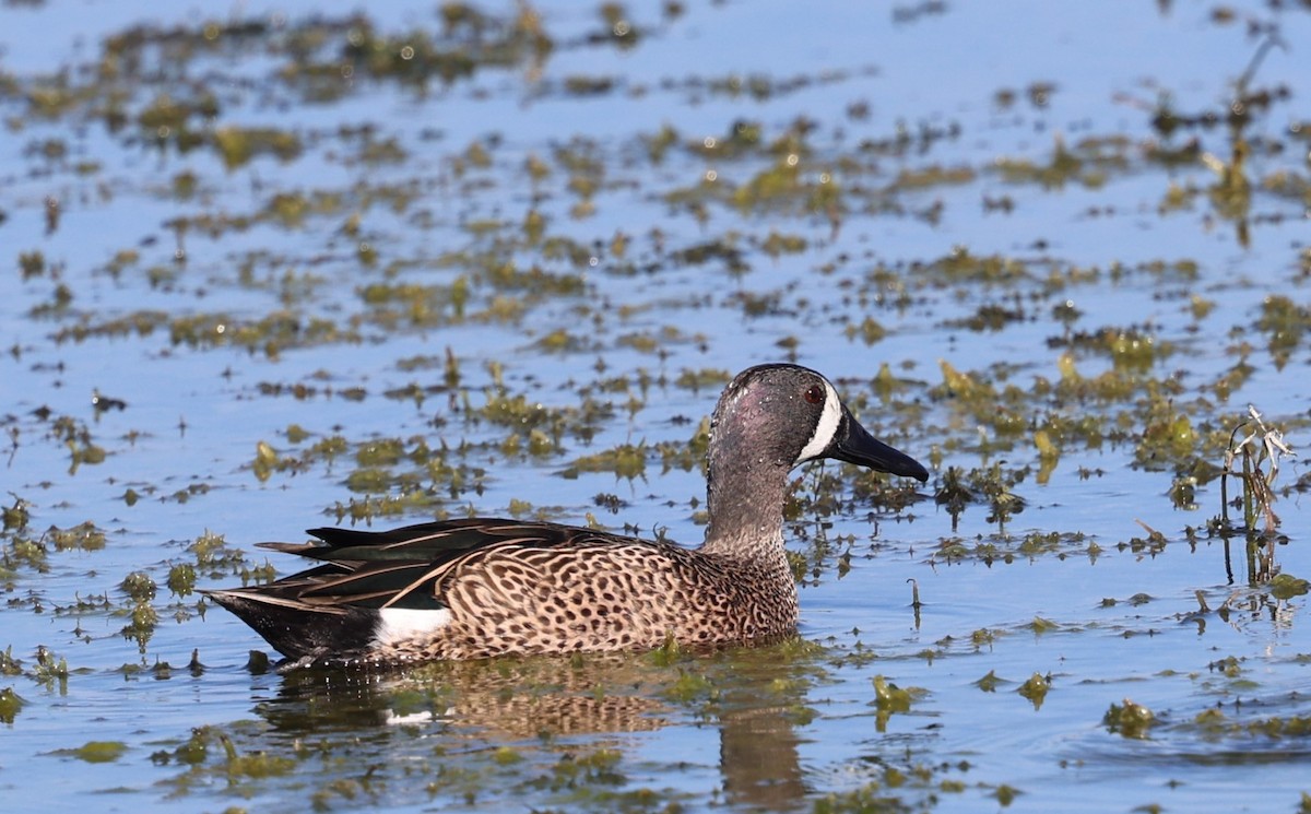 Blue-winged Teal - ML627782150