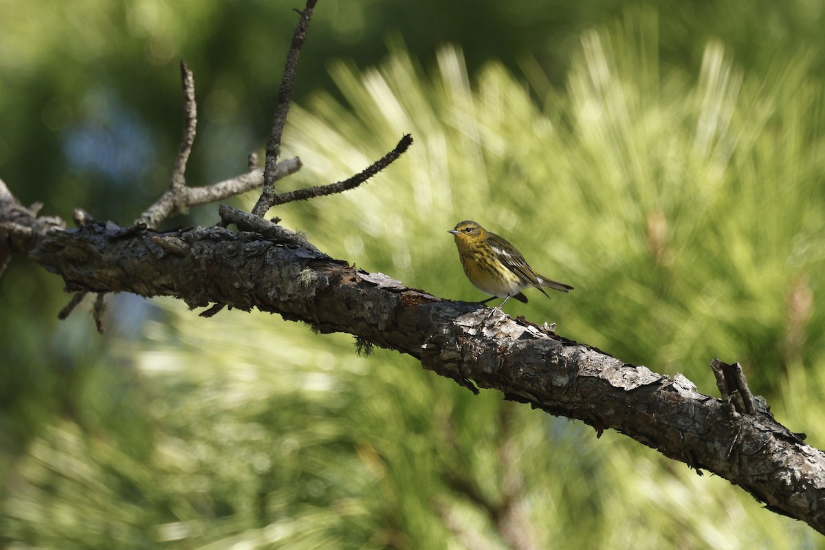 Cape May Warbler - ML627782161