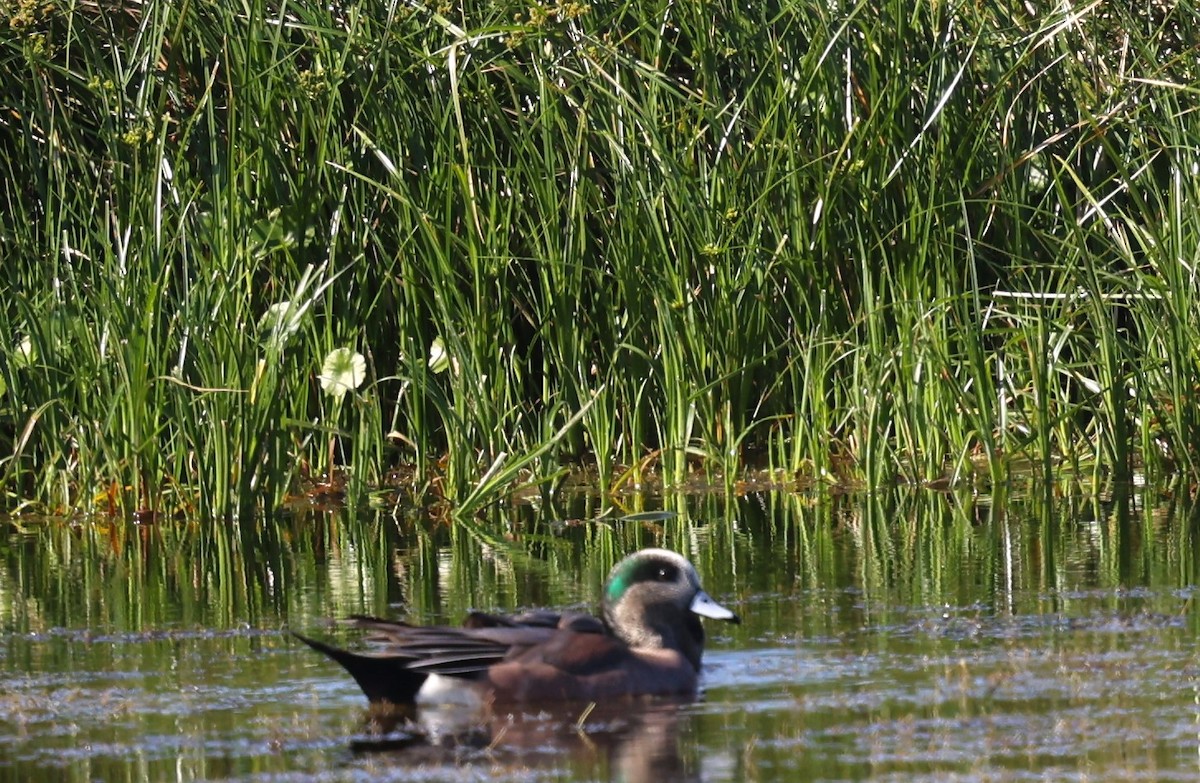 American Wigeon - ML627782163