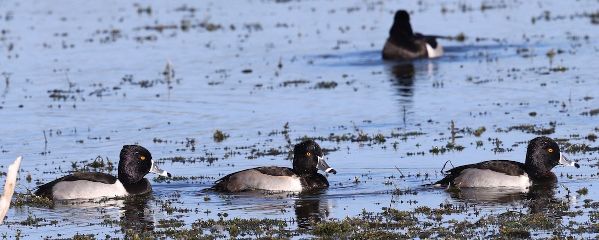 Ring-necked Duck - ML627782174