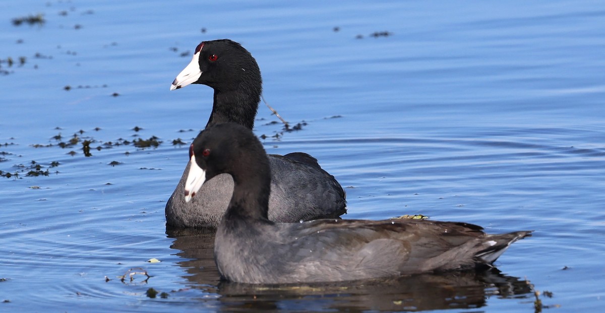 American Coot - ML627782183