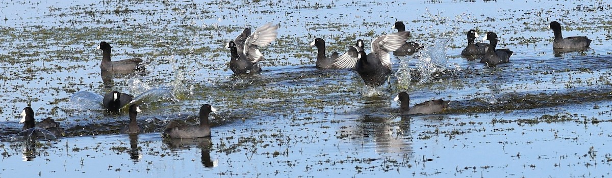 American Coot - ML627782184