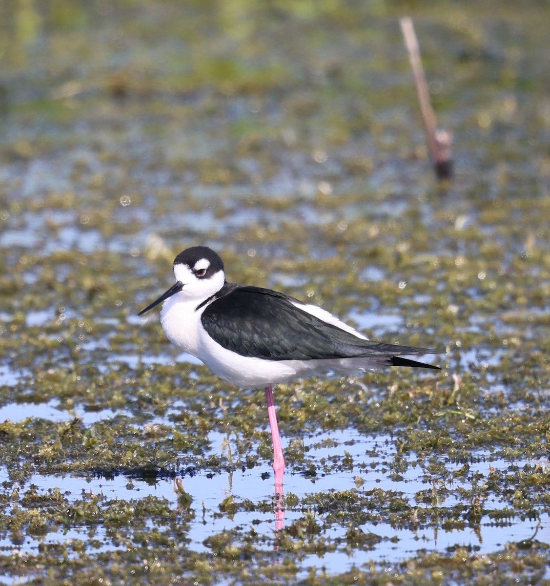 Black-necked Stilt - ML627782190