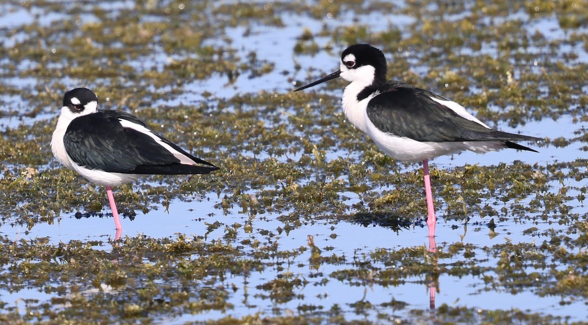 Black-necked Stilt - ML627782191