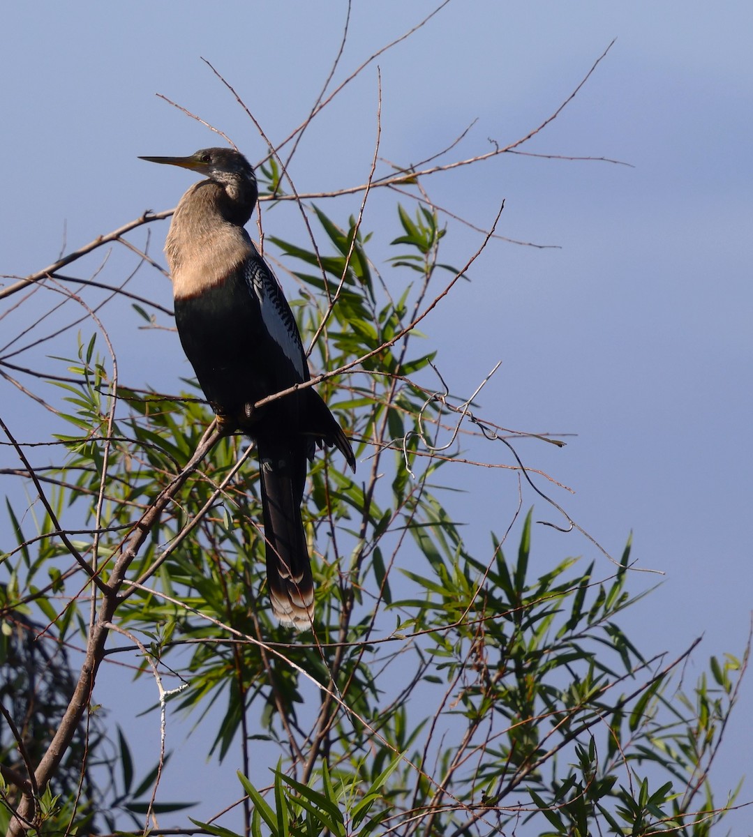 Anhinga - ML627782195