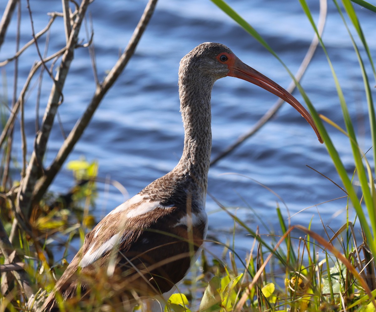 White Ibis - ML627782199