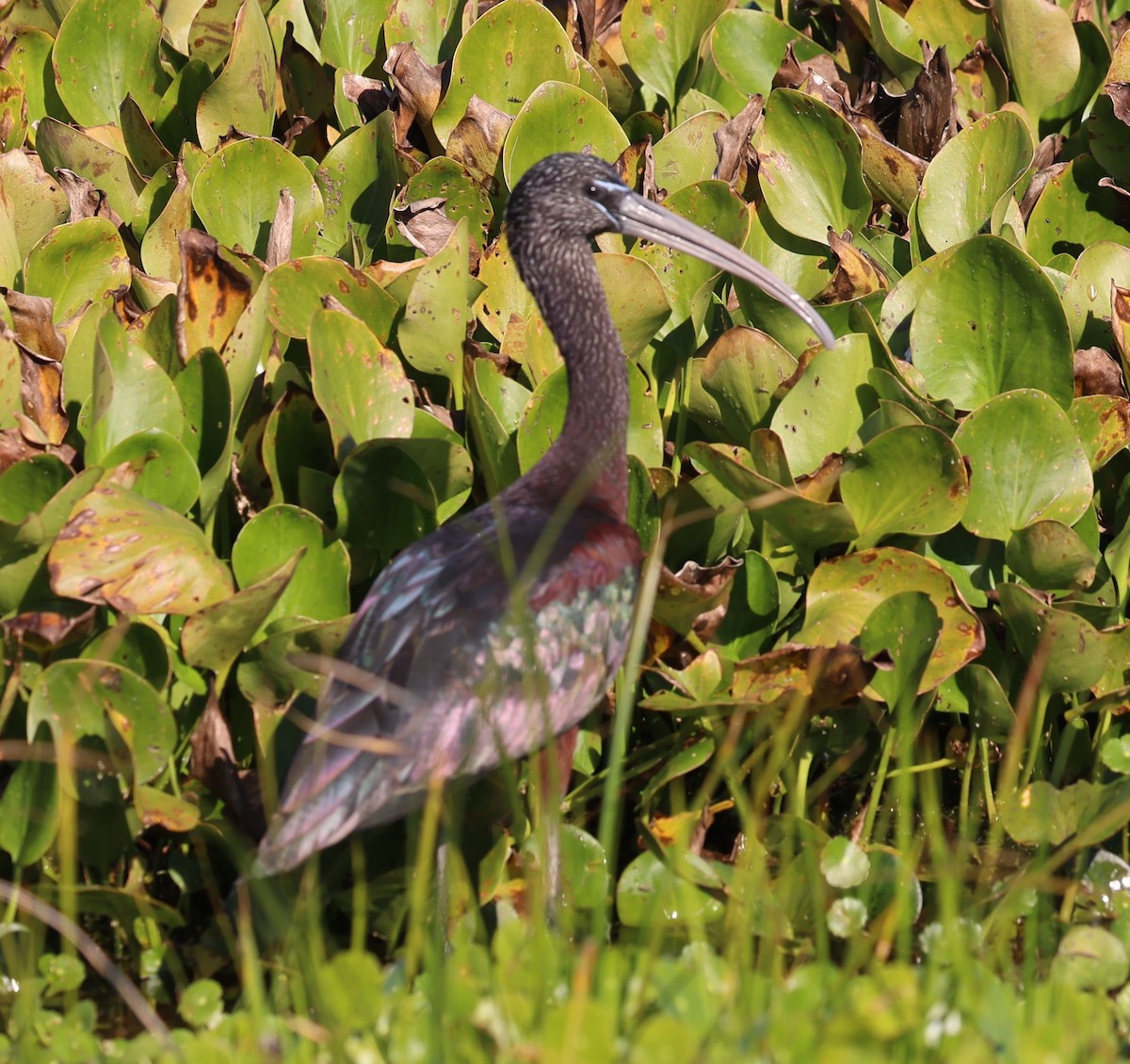 Glossy Ibis - ML627782209