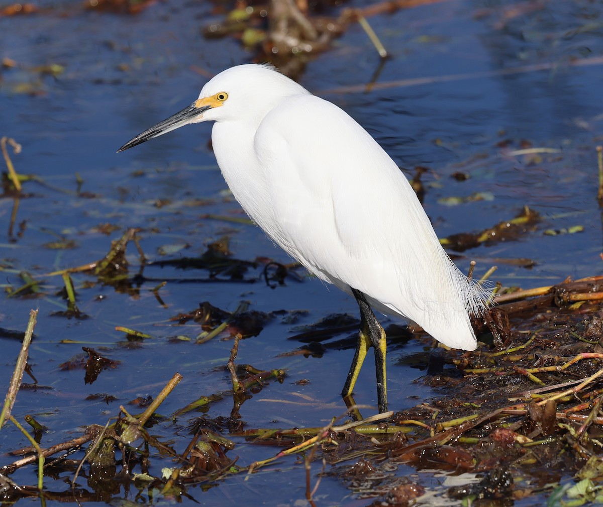 Snowy Egret - ML627782223