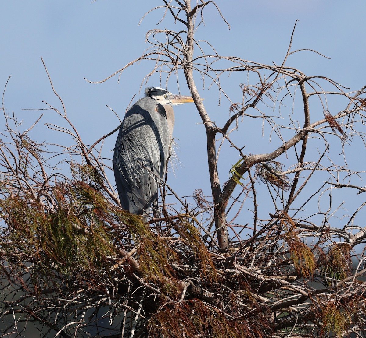 Great Blue Heron - ML627782228