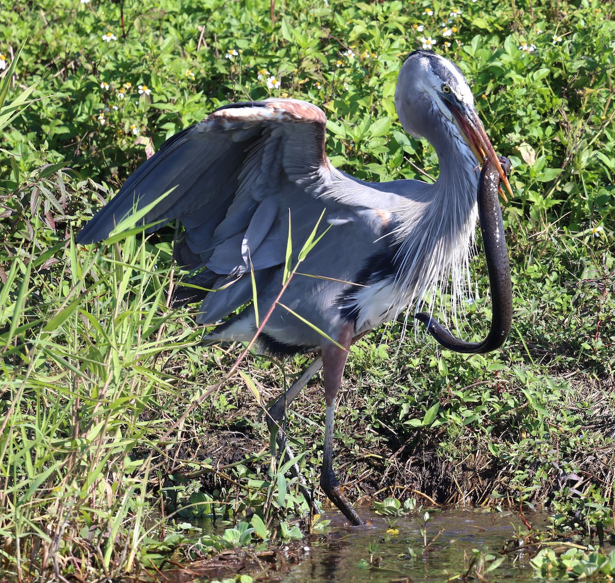 Great Blue Heron - ML627782229