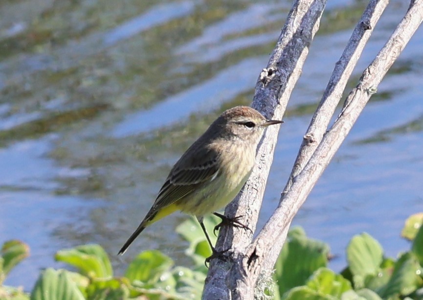 Palm Warbler - ML627782251