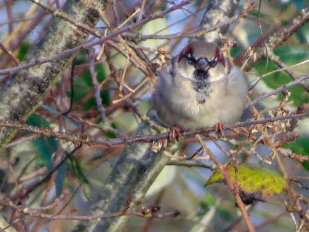 House Sparrow - ML627782283