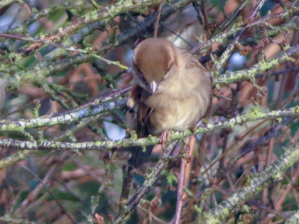 House Sparrow - ML627782284