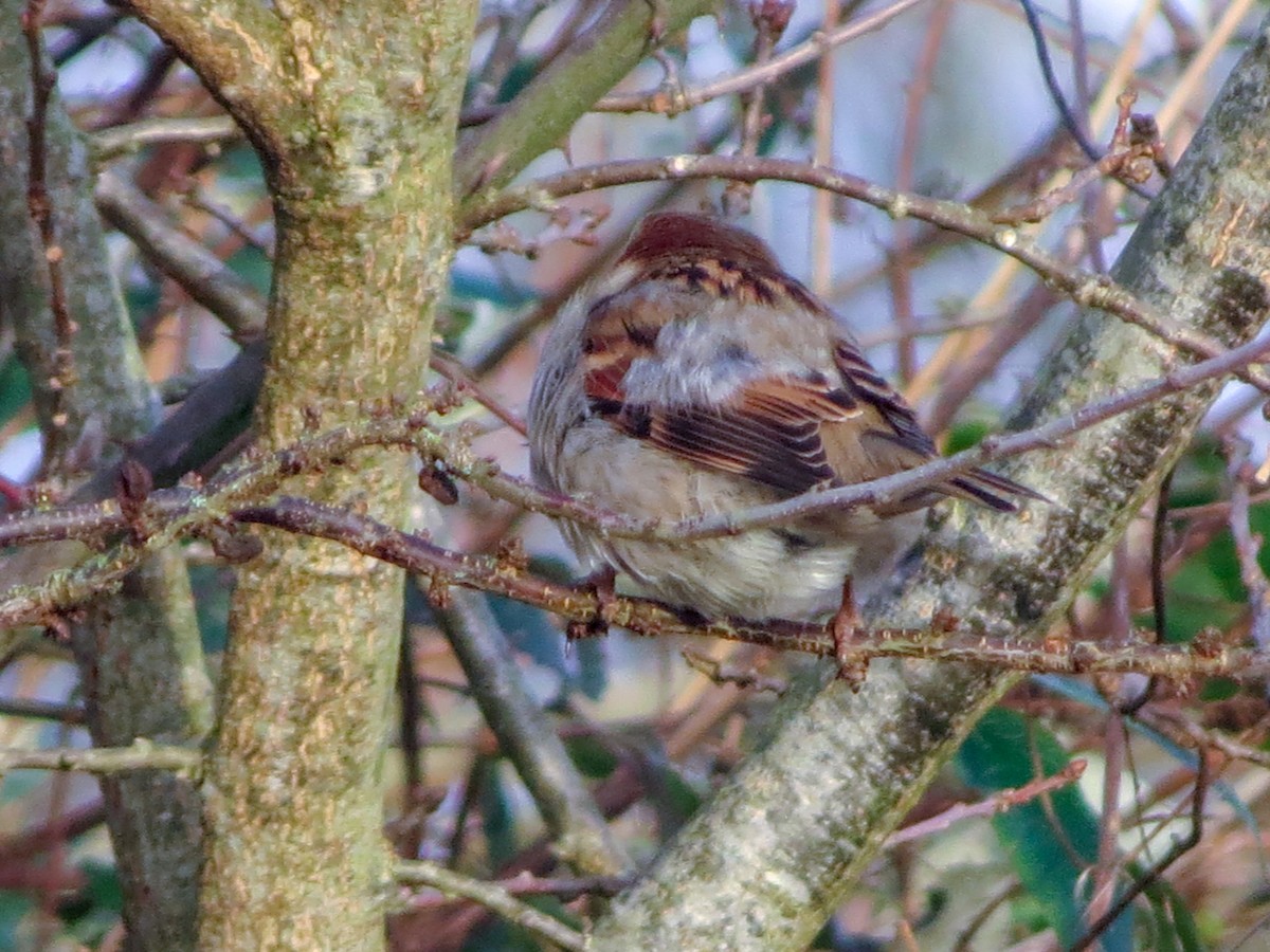 House Sparrow - ML627782285