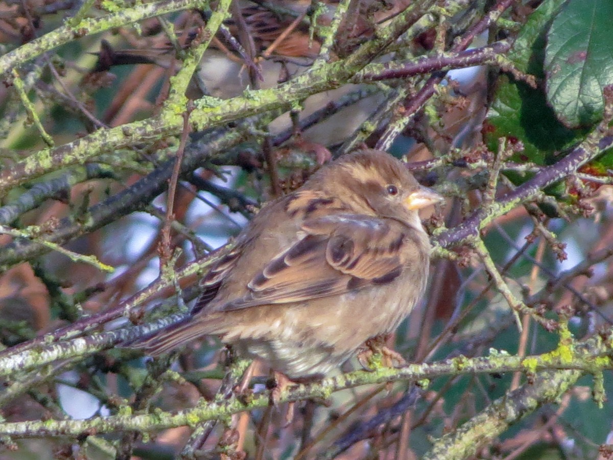 House Sparrow - ML627782286