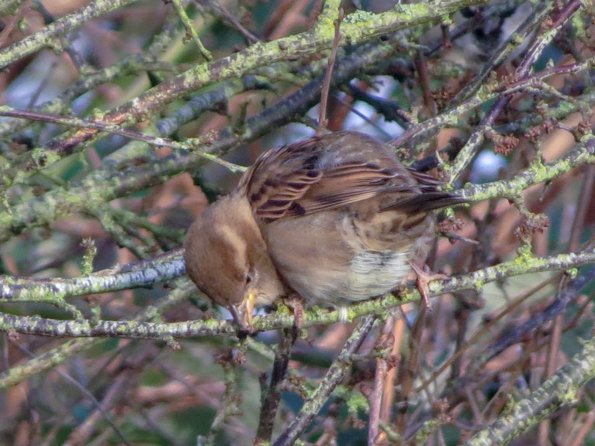 House Sparrow - ML627782287