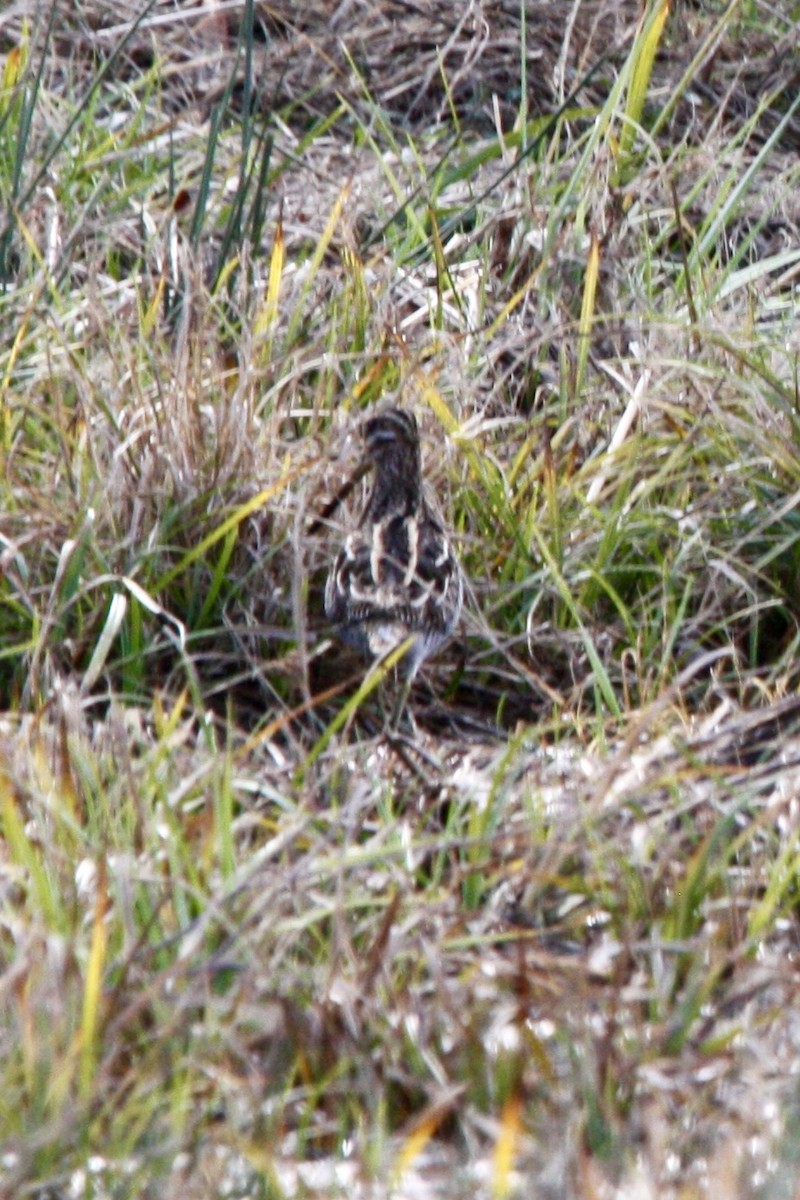 Wilson's Snipe - ML627782293