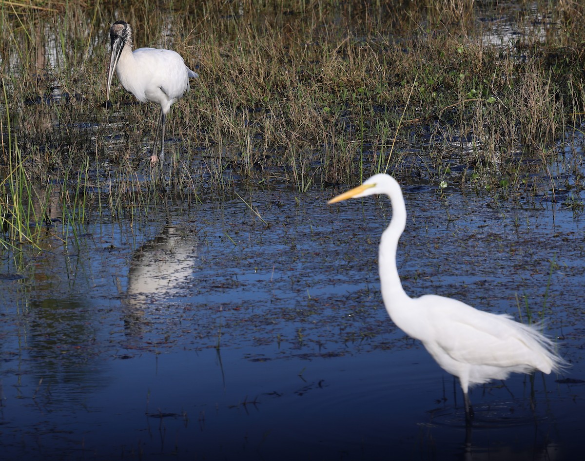 Wood Stork - ML627782309