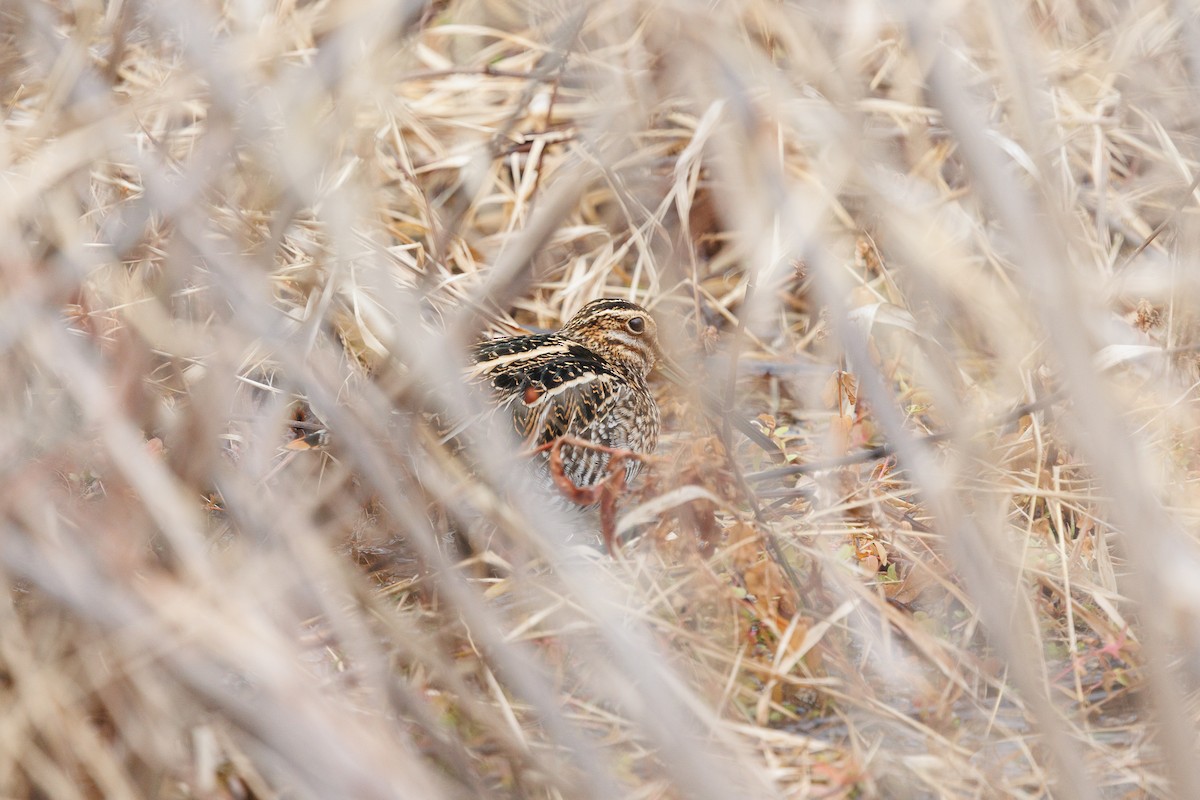 Wilson's Snipe - ML627782336