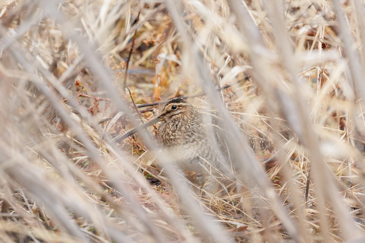 Wilson's Snipe - ML627782337