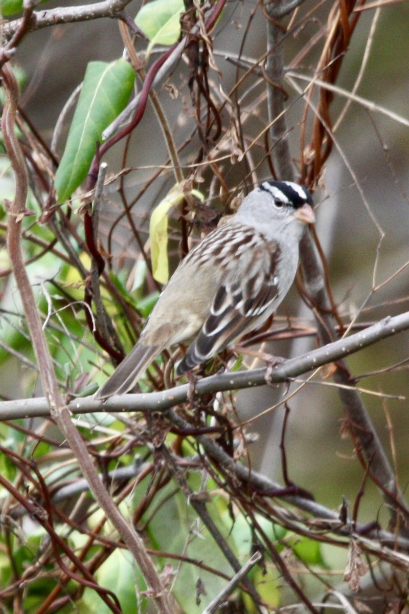 White-crowned Sparrow - ML627782350