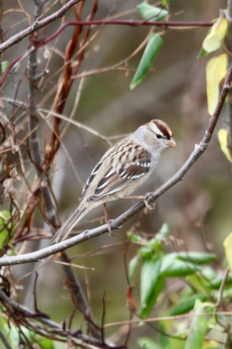 White-crowned Sparrow - ML627782360