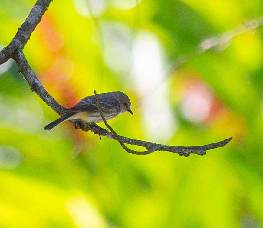 Vermilion Flycatcher - ML627782397