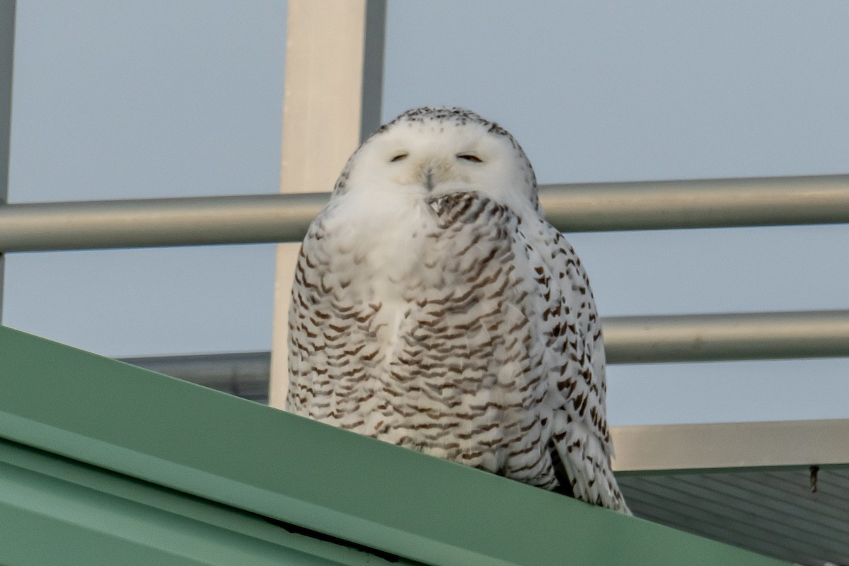 sovice sněžní - ML627782403