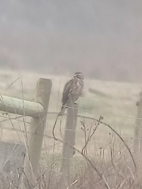 Swainson's Hawk - ML627782405