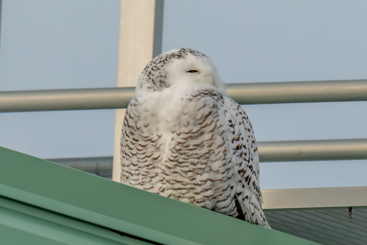 sovice sněžní - ML627782406