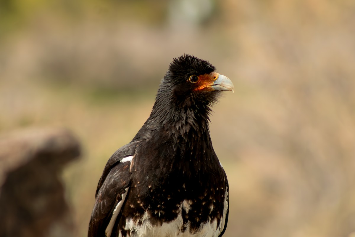 Mountain Caracara - ML627782412