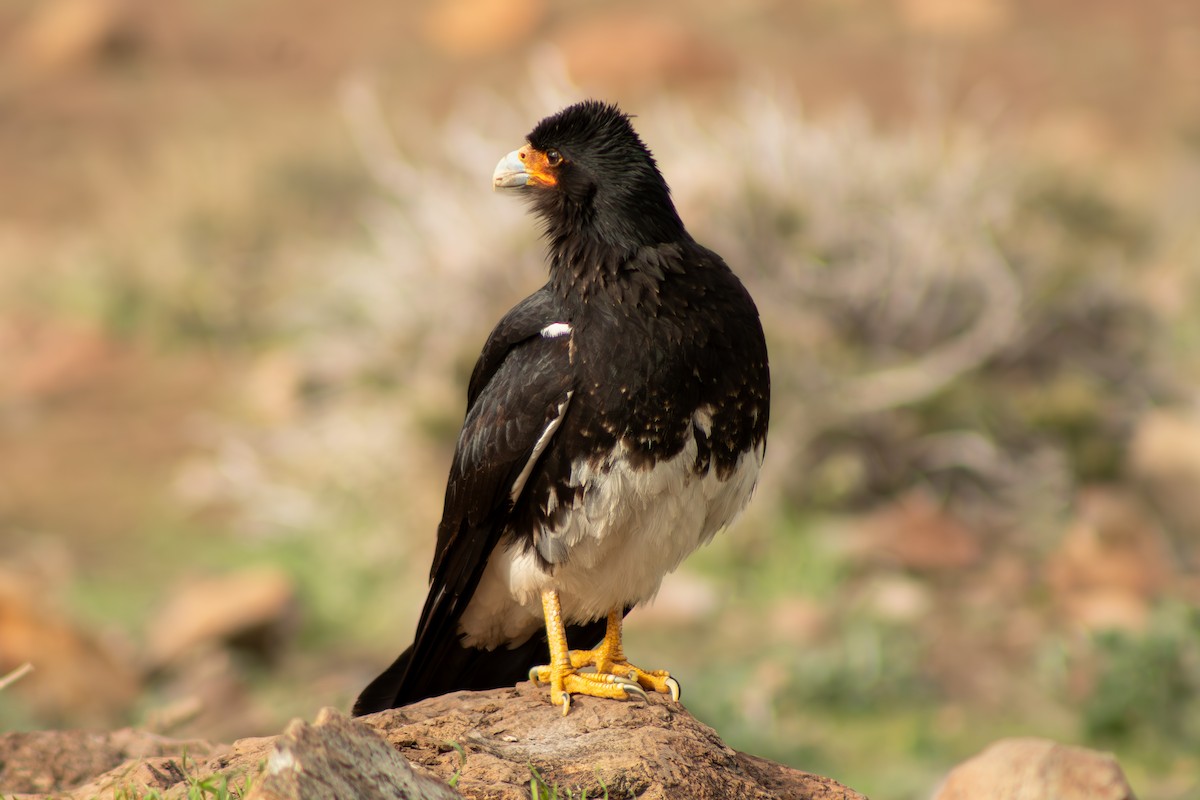 Mountain Caracara - ML627782413