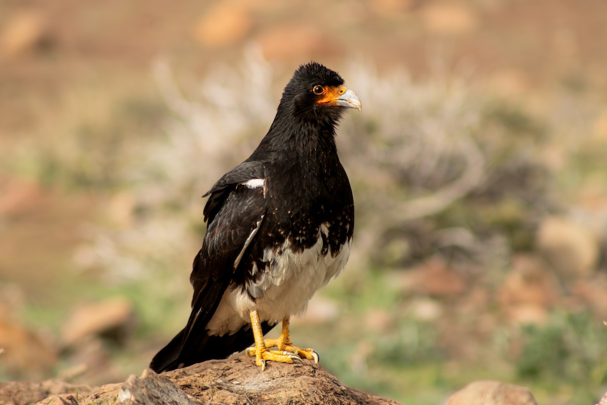 Mountain Caracara - ML627782414